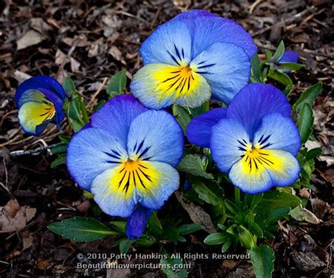 Pansies! :: Beautiful Flower Pictures Blog