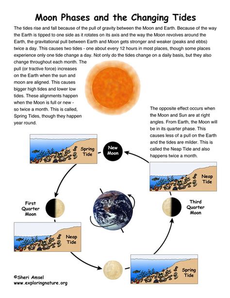 Tides and Phases of the Moon