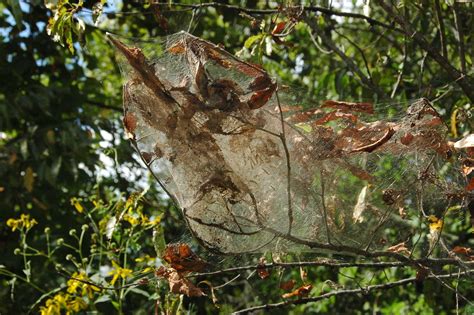 A big spider web in the trees | Jon Hunt | Flickr