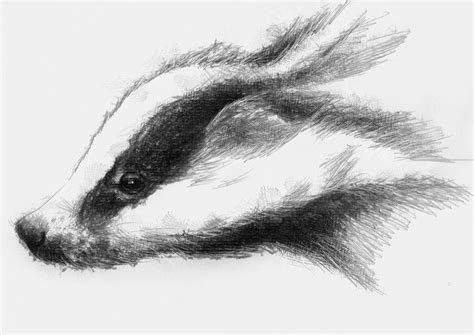 Badger | SeanBriggs | Sketch a day, Illustrator artist, Animal drawings