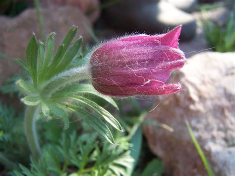 Pulsatilla