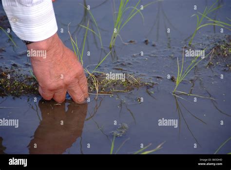 Close-up of a man's hand planting rice Stock Photo - Alamy