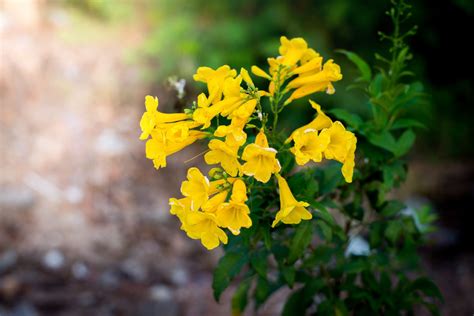 Yellow Bells are a highly recommended desert perennial plant. They are hardy, drought resistant ...