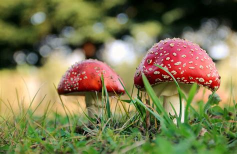 Poisonous mushroom compound could help flow batteries