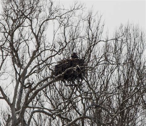 On the Subject of Nature: Bald Eagle Nest and Update