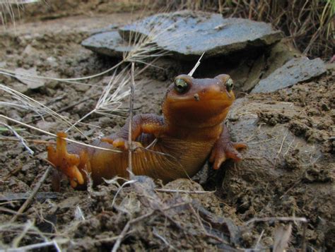 Newts | Elkhorn Slough