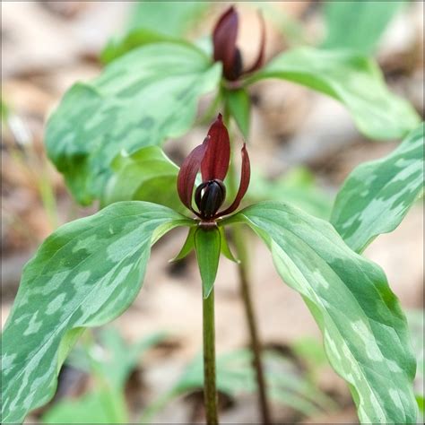 Trillium recurvatum (Bloody Butcher, Prairie Trillium, Prairie Wake-robin, Toadshade, Wood Lily ...