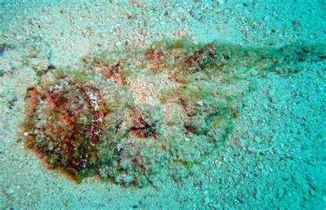 Stonefish - Master of Camouflage (20 pics)