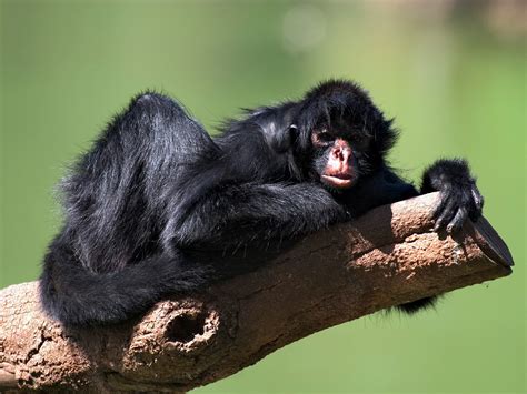 Spider Monkey | The Life of Animals