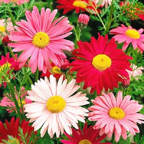 2019 Pyrethrum Daisy Flower 50 Seeds Mix Color Chrysanthemum Easy Growing DIY Home Garden Bonsai ...