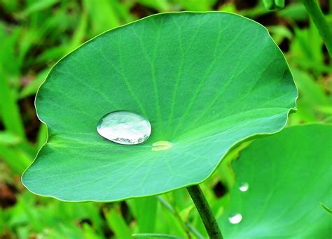 Lotus effect - Nano Coatings and Cleaning Products Percenta