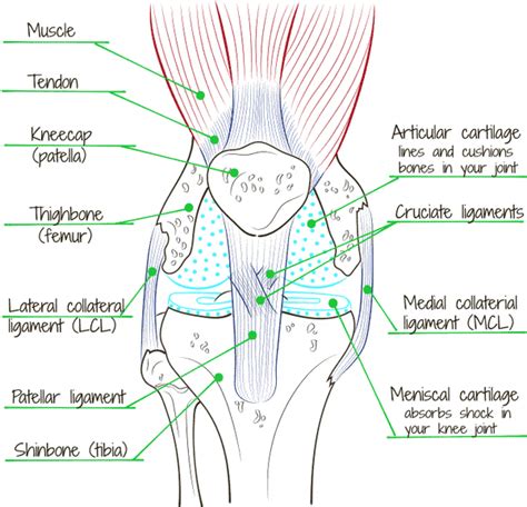 The Knee Joint Anatomy