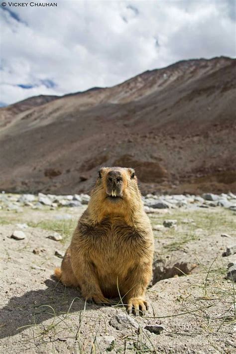 Himalayan Marmot | Cute little animals, Animals, Habitats