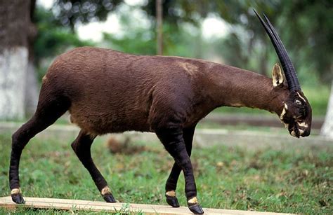 an antelope is walking in the grass