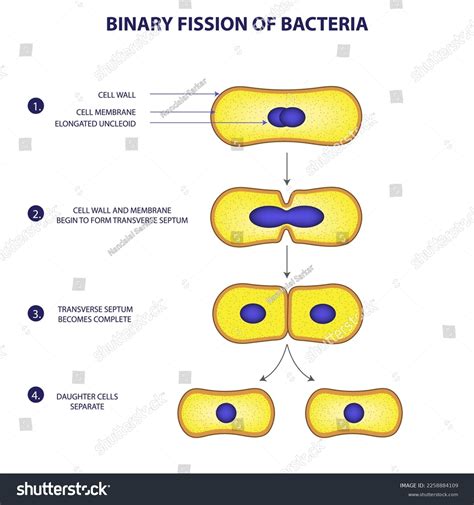 Binary Fission Process Bacteria Vector Illustration Stock Vector ...