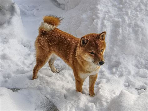 HD wallpaper: short-coated dog on snow, shiba, shiba inu, shiba in the snow | Wallpaper Flare