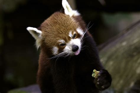 Happy Red Panda | Eating fruit | KyLoRi | Flickr