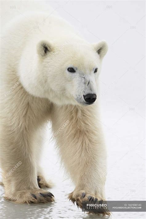 Polar Bear walking — species, ecology - Stock Photo | #162998140