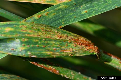 wheat stem rust (Puccinia graminis)