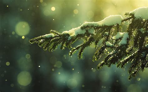 Free download awesome Pine Tree Images Free Download Picture Winter ...