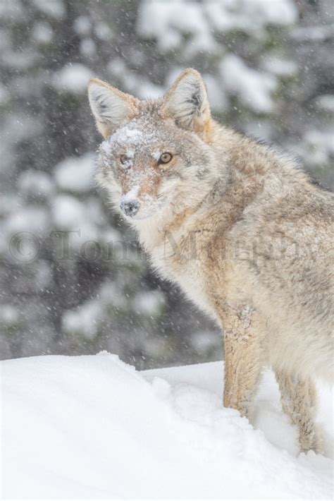 Coyote Snow Face – Tom Murphy Photography