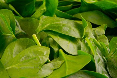 Spinach Leaves Free Stock Photo - Public Domain Pictures