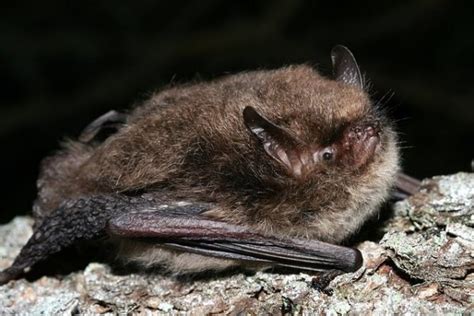 UK Bats - Types of bats - Bat Conservation Trust