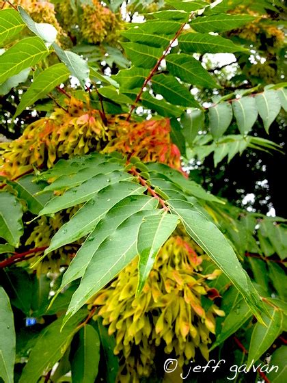 Tree of Heaven Leaves and Seed Pods | Boulder Tree Care - Pruning & Tree Removal Services