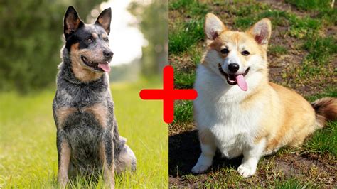 Blue Heeler Corgi Mix (AKA The Cowboy Corgi): Complete Guide