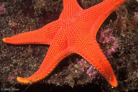 Mick's marine biology: Sea stars of Vancouver Island - part 1