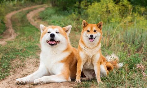 53 Incredible Japanese Dog Names and Their Meanings - Wiki Point