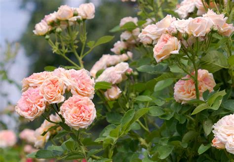 9 Great Varieties of Climbing Roses