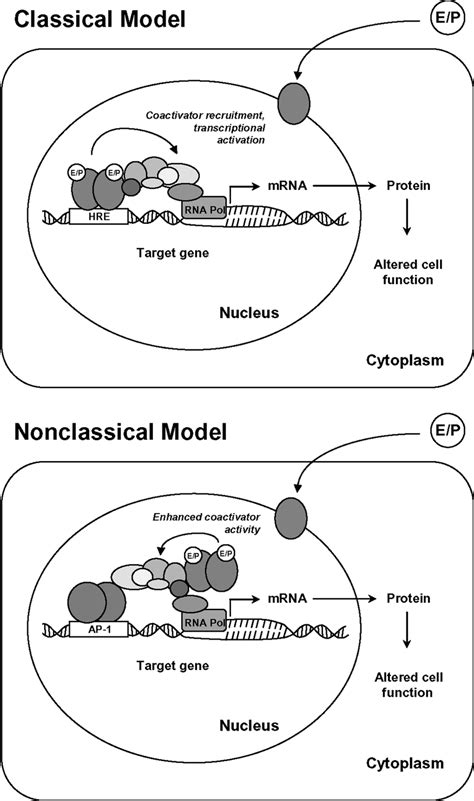 Mechanisms of steroid hormone receptor action on gene transcription.... | Download Scientific ...