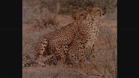 cheetah mating - YouTube