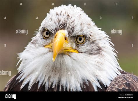 Bald eagle, close-up head, facing front Stock Photo - Alamy