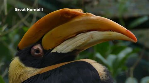 Great Hornbill♀ - YouTube