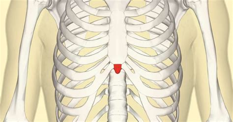 Xiphoid process: Pain, lump, and removal