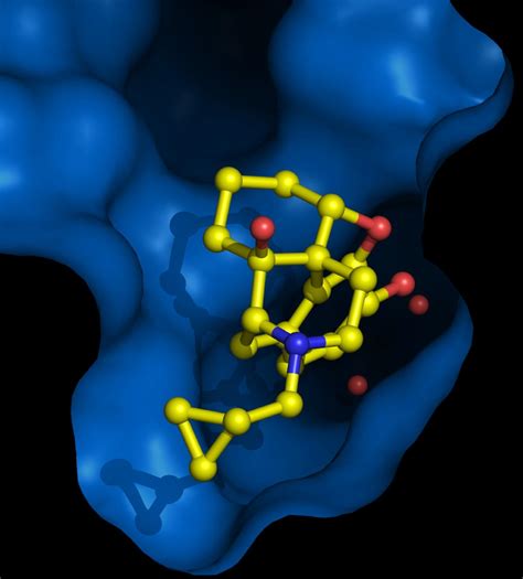 A step closer to morphine without side effects? | Newsroom | Inserm