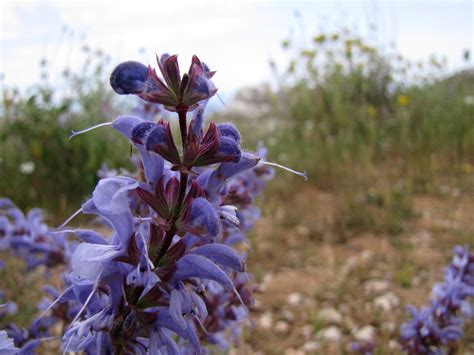 20150526_144632LC | wand sage -- southern meadow sage -- Sal… | Flickr