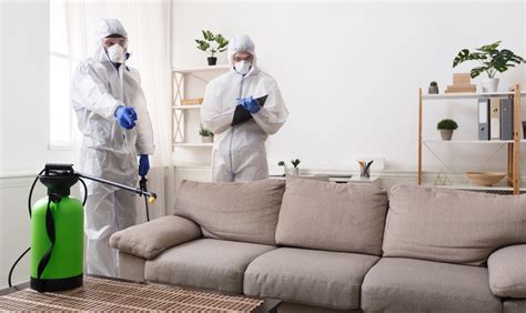 How To Prevent Pest Infestation In Your Home - Viral Rang