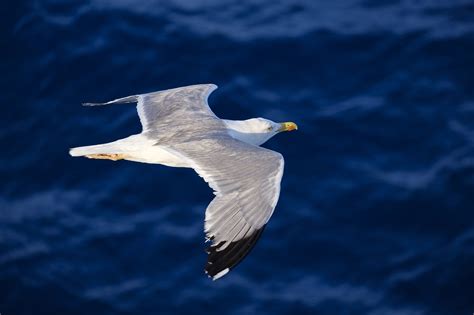 9,000+ Seagull Pictures and Images in HD - Pixabay