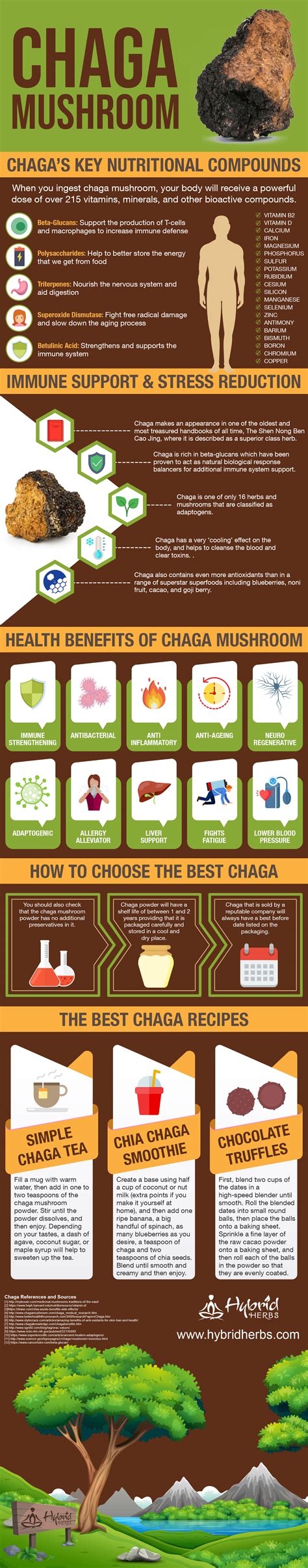 Chaga Mushroom Health Benefits