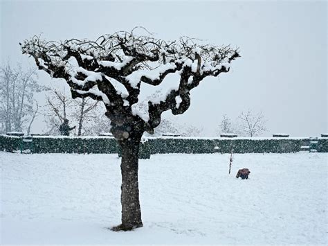 After Receiving The New Year's First Snowfall, Srinagar Turns Into A Stunning Winter Wonderland