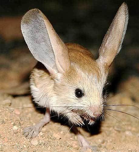 Jerboa - Alchetron, The Free Social Encyclopedia