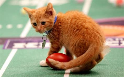 Meet Kitten Bowl's Full Lineup, From Brett Furve to Jay Catler ...