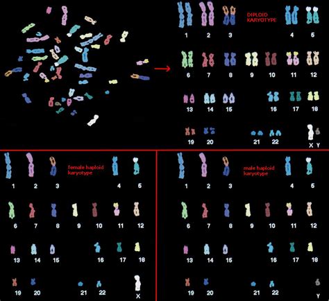 The Genetics of Calico Cats | Apologia biology, Biology classroom, Learning science