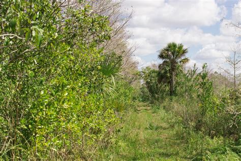 Hiking The Everglades Trails and Photographing Its Beautiful Environment