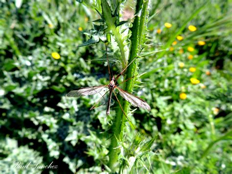 Naturaleza Viva : Mosquito Comun ( o zancudo )