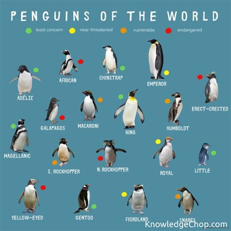 Penguin Species Guide | 🥷 Knowledge Ninja