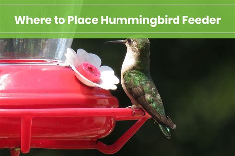 Where to Place Hummingbird Feeder | The Rex Garden